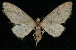 Слика од Eupithecia pseudotsugata MacKay 1951