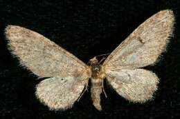 Слика од Eupithecia pseudotsugata MacKay 1951