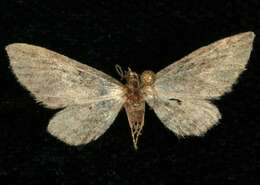 Image of Eupithecia