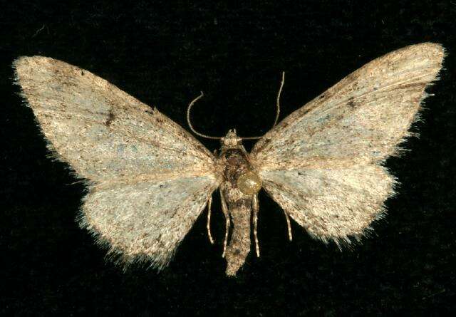 Слика од Eupithecia pseudotsugata MacKay 1951