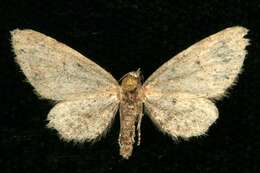 Image of Eupithecia