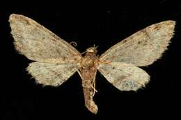 Image of Eupithecia