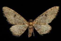 Слика од Eupithecia pseudotsugata MacKay 1951