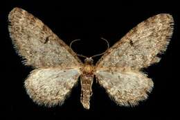 Слика од Eupithecia pseudotsugata MacKay 1951