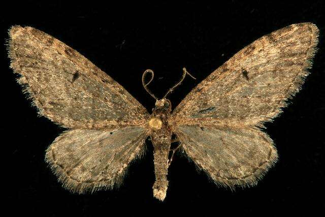 Слика од Eupithecia pseudotsugata MacKay 1951