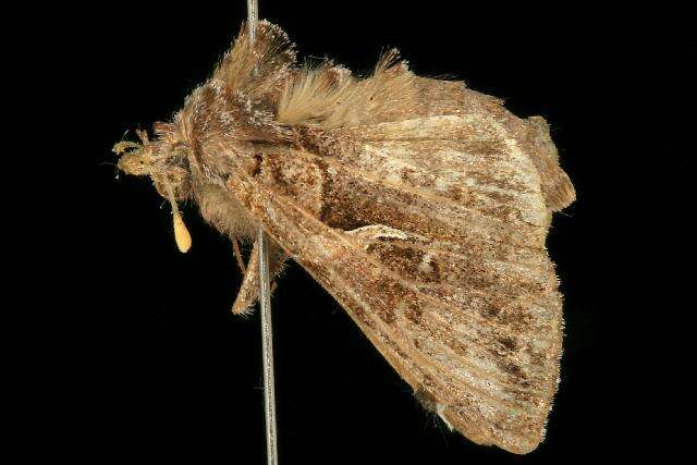 Imagem de Autographa rubida Ottolengui 1902