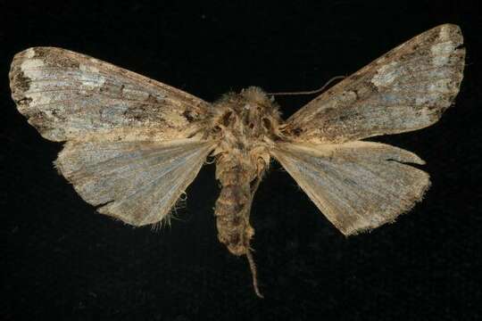 Image of Bertha armyworm