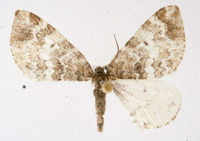 صورة <i>Enchoria lacteata</i>