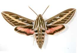 Image of White-lined Sphinx