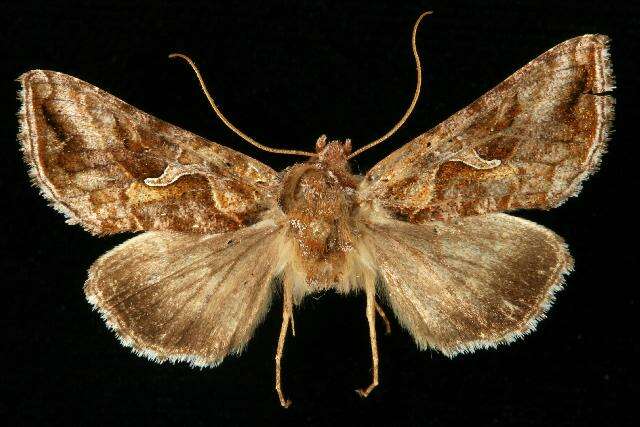 Imagem de Autographa rubida Ottolengui 1902