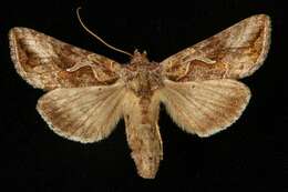 Imagem de Autographa rubida Ottolengui 1902