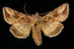 Imagem de Autographa rubida Ottolengui 1902