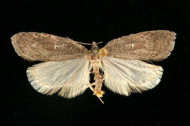 Image of <i>Acleris bowmanana</i>