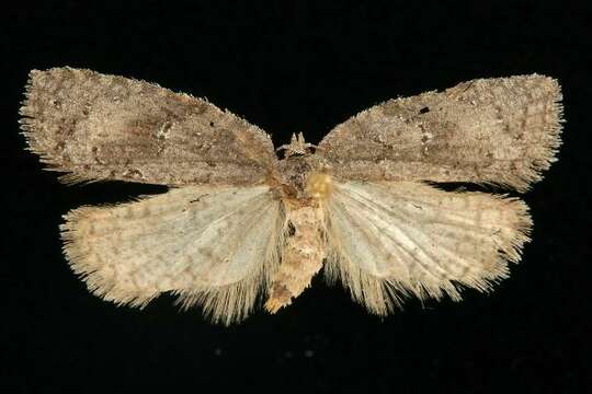 Image of Acleris caliginosana Walker 1863