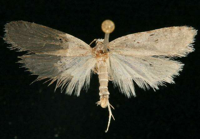 Image of Agonopterix sabulella Walsingham 1881