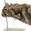 Слика од <i>Autographa v-alba</i>