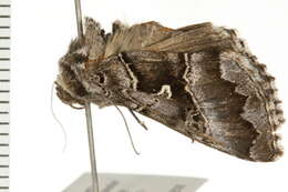 Image of <i>Autographa v-alba</i>