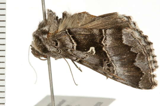 Image of <i>Autographa v-alba</i>