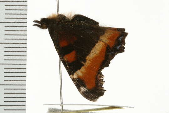 Image of Milbert's Tortoiseshell