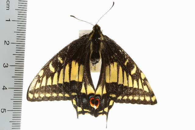 Image of Anise Swallowtail