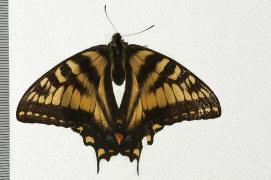 Image of Anise Swallowtail