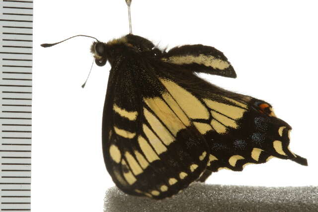 Image of Anise Swallowtail