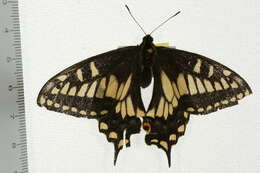 Image of Anise Swallowtail