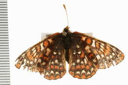 <i>Euphydryas anicia</i>的圖片