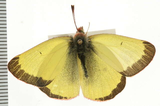 Image of Pelidne Sulphur