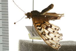 صورة Speyeria edwardsii Reakirt 1866