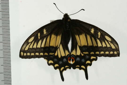 Image of Anise Swallowtail