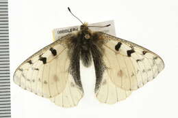 Image of Parnassius smintheus