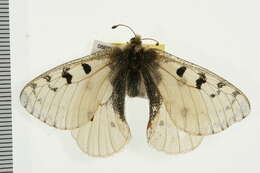 Image of Parnassius smintheus