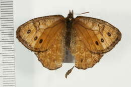 Image of Chryxus Arctic