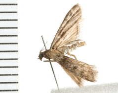 Image of <i>Vitula aegerella</i>