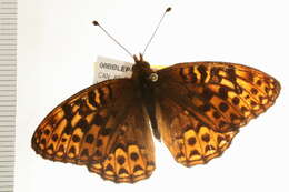 صورة Speyeria hydaspe Boisduval 1869