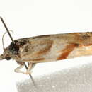 Image de <i>Eucosma octopunctana</i>