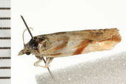 Image de <i>Eucosma octopunctana</i>