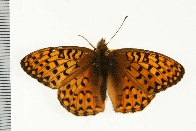 Image of Mormon Fritillary