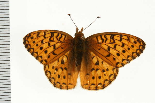 Image of Mormon Fritillary