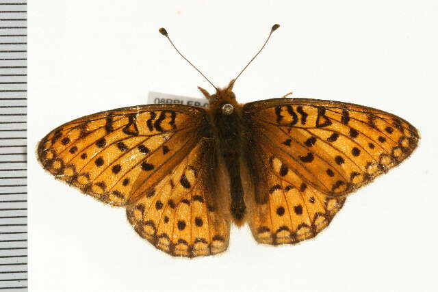 Image of Mormon Fritillary