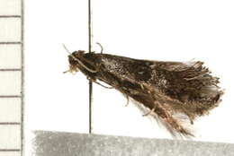 Image of Douglas moths