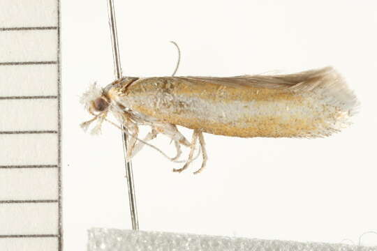 Image of Pine Needle Sheathminer Moth