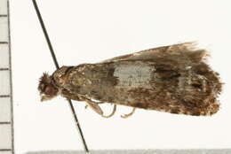 Image de <i>Eucosma marmontana</i>