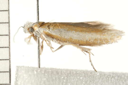 Image of Pine Needle Sheathminer Moth