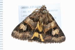 Image of Drasteria adumbrata