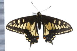 Image of Anise Swallowtail