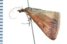 Image of Pyrausta antisocialis Munroe 1976