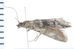 Image of <i>Vitula aegerella</i>