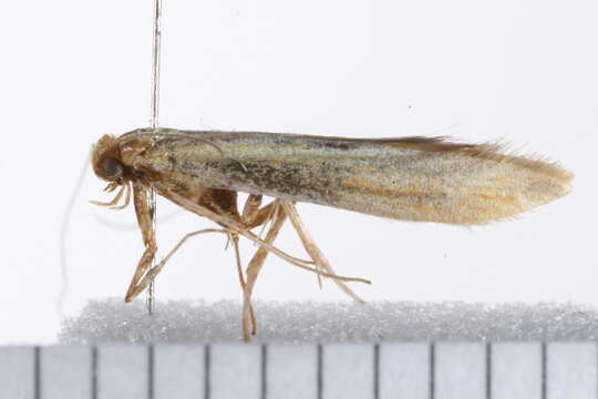 Image of Caloptilia murtfeldtella (Busck 1904)